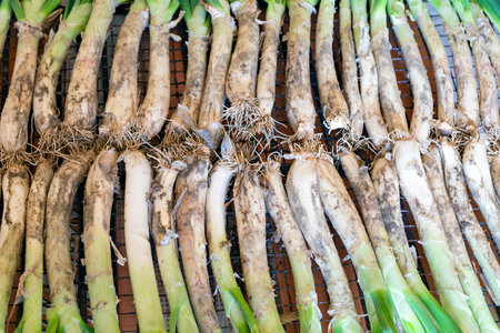 Grilled tender onions called in catalan calÃ§ots (Traditional food of Catalonia - Spain)