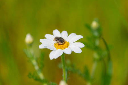 Details of typical spring flowers and insects