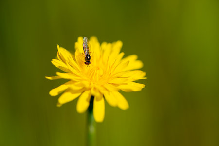 Details of typical spring flowers and insects