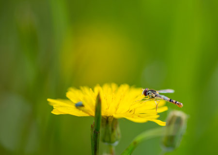 Details of typical spring flowers and insects