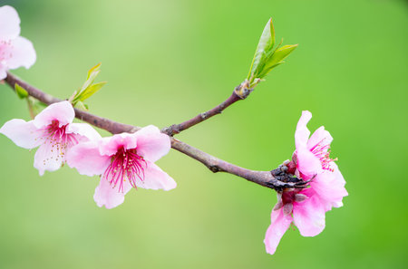 Macro photography of fruit flowers in springの写真素材