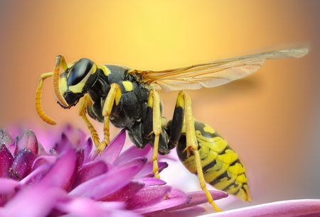 Macro detail of the body of a common wasp