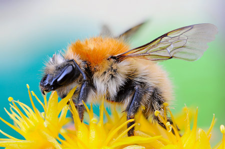 Detail of a Bombus of the genus Hymenoptera of the Apidae family