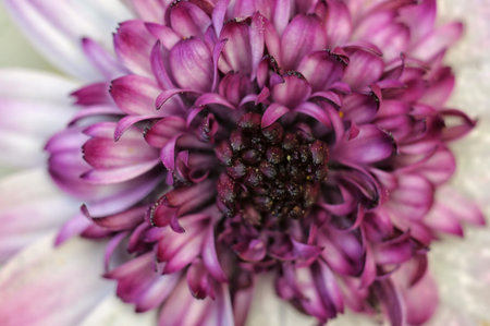 Macro photography of fruit flowers in springの写真素材
