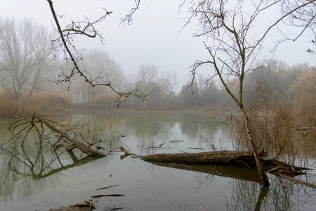 Views of a lake with fog in winterの写真素材