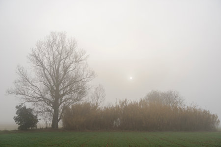 Winter landscape with morning fogの写真素材