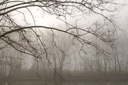 Views of a lake with fog in winterの写真素材