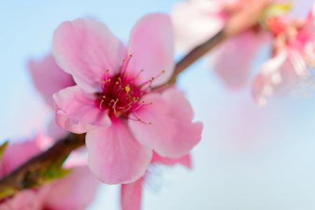Flowering fruit trees in the springの写真素材