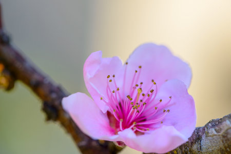 Flowering fruit trees in the springの写真素材