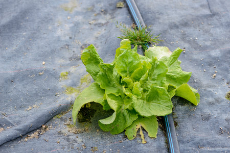 Detail of a drop-by-drop drip assemblyの写真素材
