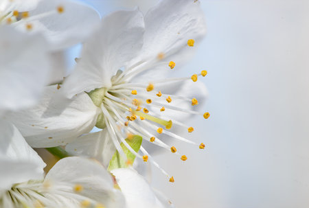 Blossoming Serenity: Capturing the Beauty of Cherry Blossomsの写真素材