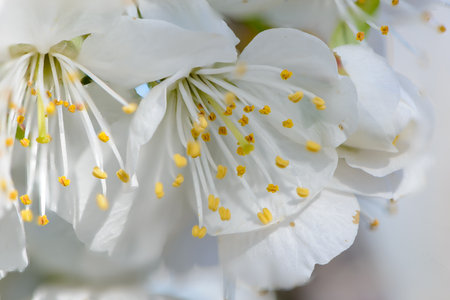 Blossoming Serenity: Capturing the Beauty of Cherry Blossomsの写真素材