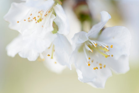 Blossoming Serenity: Capturing the Beauty of Cherry Blossomsの写真素材