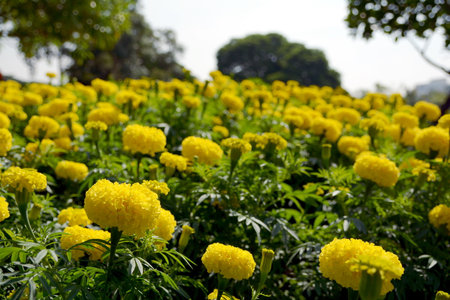 marigold flowersの写真素材