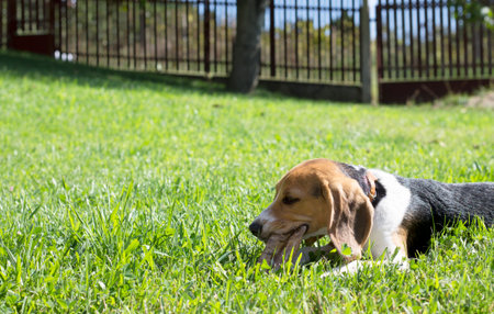 Beagle chewing his favourit bone for strong jaw and healthy teeth.の写真素材