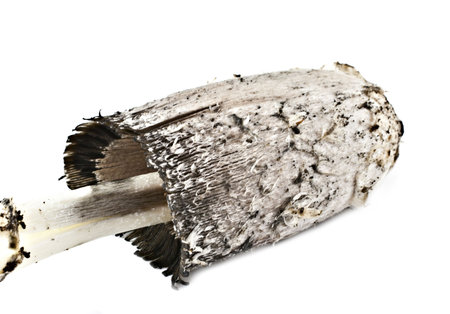 Lawyer's Wig fungus (Coprinus comatus) on a white background. Macro photo studio picture.の写真素材
