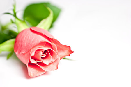 On a white background pink roseの写真素材