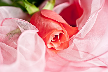 Sales of pink silk, pink roseの写真素材