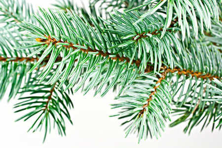 Isolated on a white background fir twig. Conifer.の写真素材
