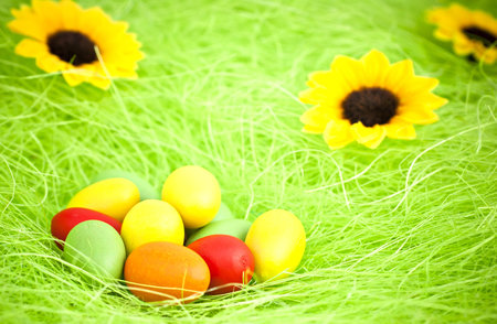 Easter composition, wood colored eggs, sunflower, green background.の写真素材