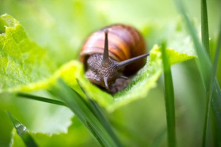 Snail on the leaf at the garden.の写真素材