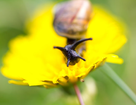 Snail on the leaf at the garden.の写真素材