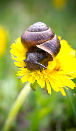 Snail on the leaf at the garden.の写真素材