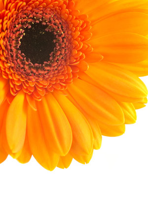 Gerbera isolated on a white background.の写真素材