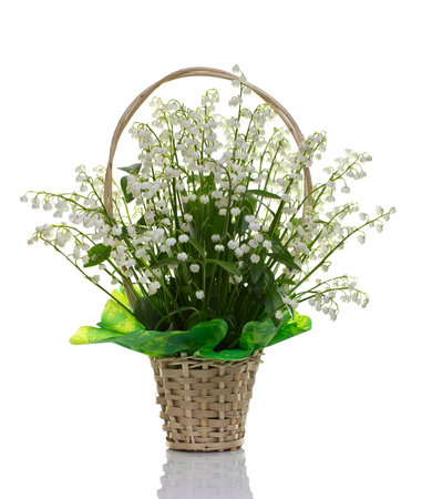A bouquet of lilies of the valley on a white background.の写真素材