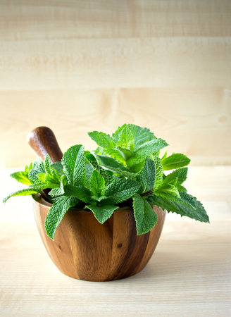 Mortar and pestle with mint.の写真素材