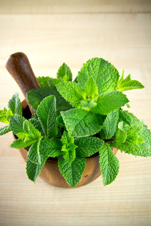 Mortar and pestle with mint.の写真素材