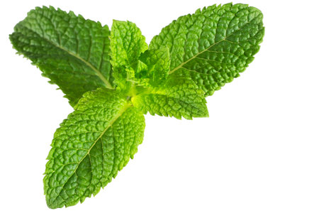 Mint isolated on the white background.の写真素材