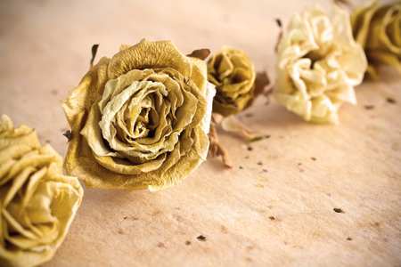 Dried roses on a old paper background.の写真素材