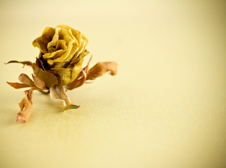Dry rose on gold background.の写真素材