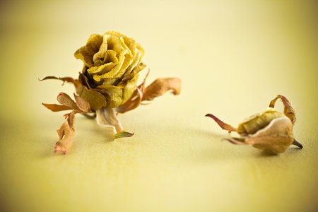 Dried roses on a gold background.の写真素材