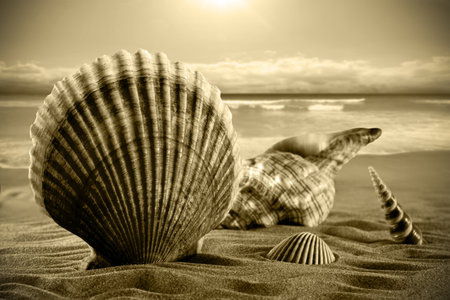 Sea shells in the sand, a sunset.の写真素材