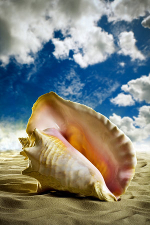 Large sea shell sea sand shore.の写真素材