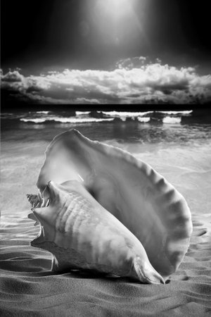 Sea shell in the sand, a stormy sea.の写真素材