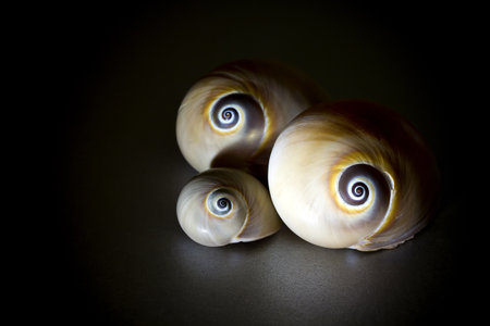 Three shells on a gray background.の写真素材