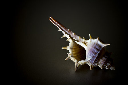 Horned shell on a gray background.の写真素材