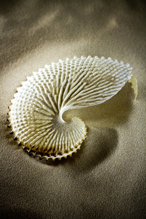 Large white finny sea shell sand, studio picture.の写真素材