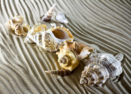 Sea shells on the sand.の写真素材