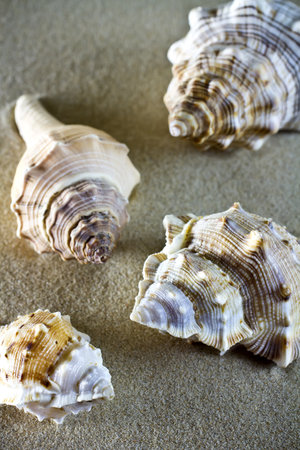 Sea shells on the sand.の写真素材
