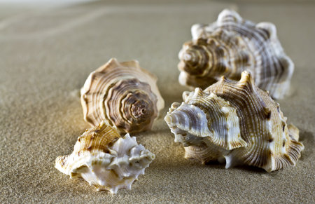 Sea shells on the sand.の写真素材