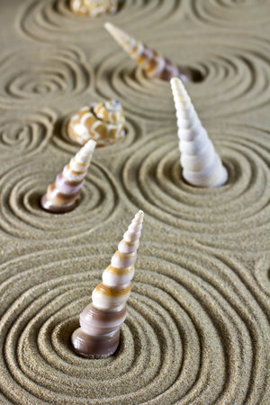 Sea shells on the sand.の写真素材