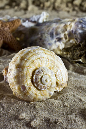 Sea shells on the sand.の写真素材