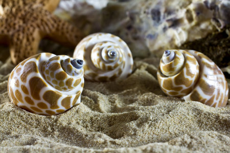Sea shells on the sand.の写真素材