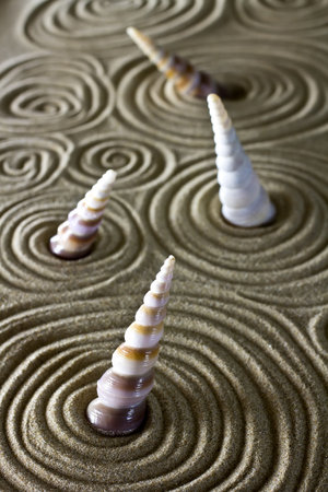 Sea shells on the sand.の写真素材