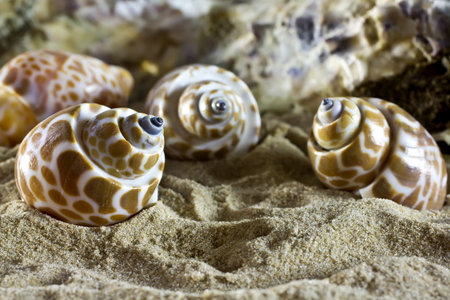 Sea shells on the sand.の写真素材
