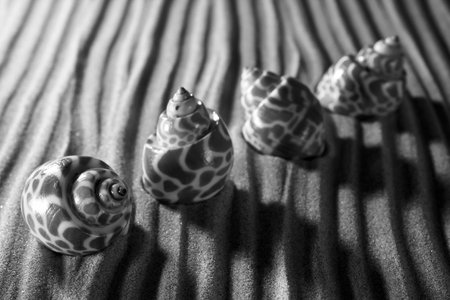 Sea shells on the sand.の写真素材